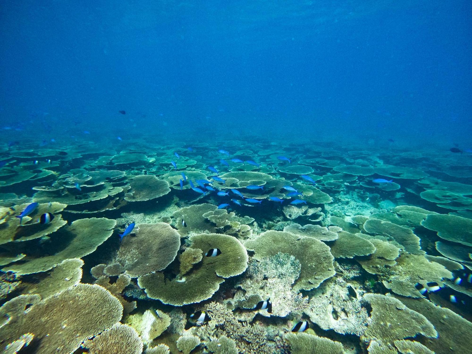 Manta Sea View Himandhoo Ξενοδοχείο Εξωτερικό φωτογραφία