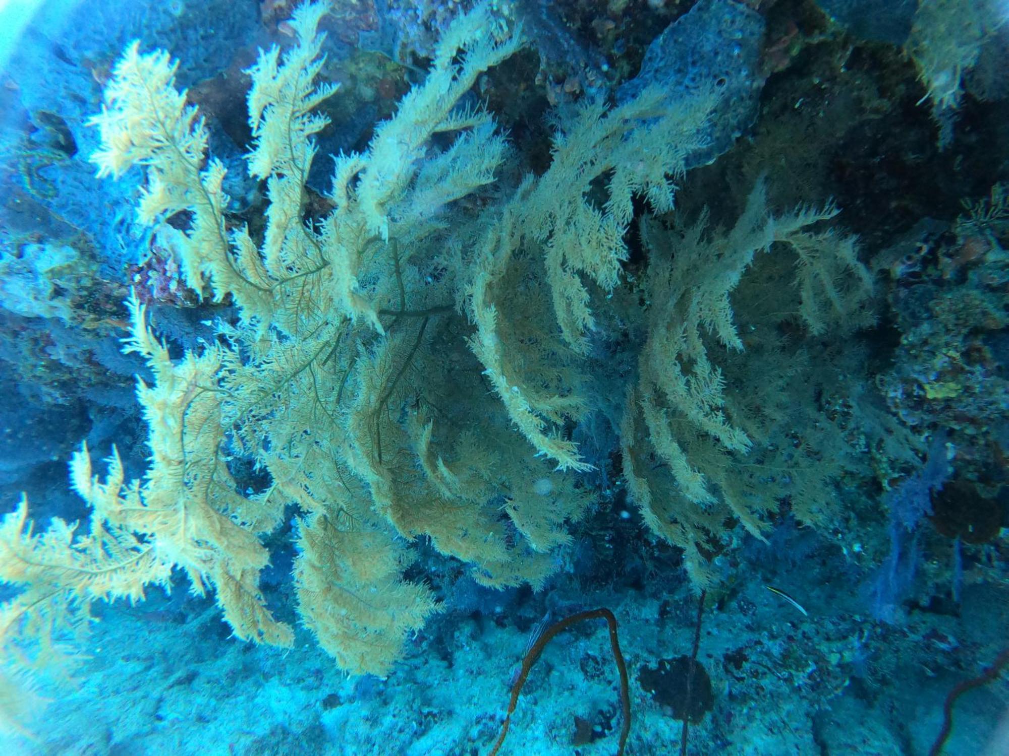 Manta Sea View Himandhoo Ξενοδοχείο Εξωτερικό φωτογραφία